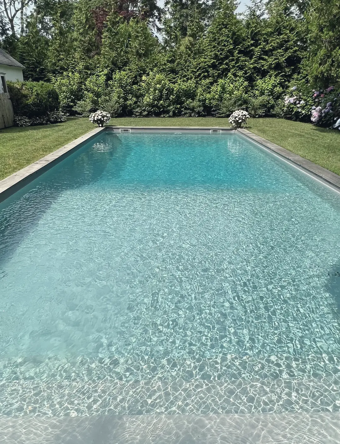 Long clear pool with bluestone coping, framed by lawn, hydrangeas and tall privet hedges in the Hamptons